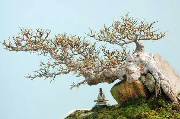 岭南文化之盆景艺术2