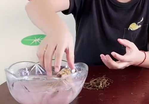 百合种球栽前怎样泡多菌灵