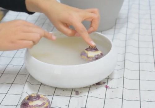 风信子种球栽培时怎么处理3