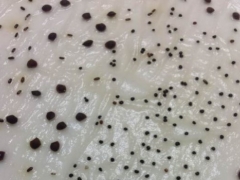 满天星的种子怎么催芽