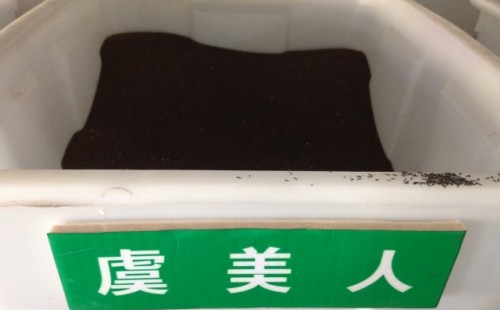 虞美人种子长什么样