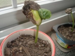 种子发芽需要哪些条件