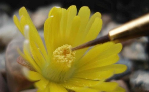 生石花授粉教程过程图解2