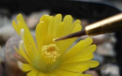 生石花怎么授粉