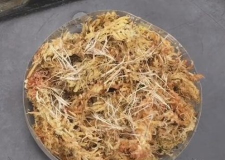 空气凤梨种子怎么播种2