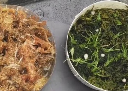 空气凤梨种子怎么播种9