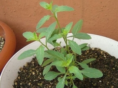 月见草怎么播种