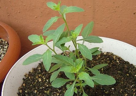 月见草怎么播种