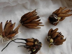 花毛茛种球可以放多久？怎么保存？