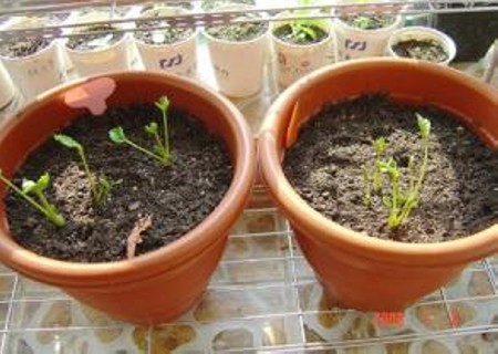 花毛莨什么时候播种