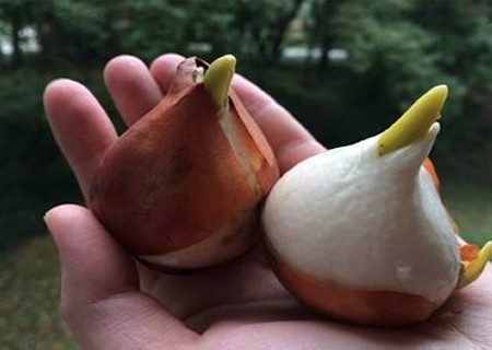 郁金香种球怎么保存