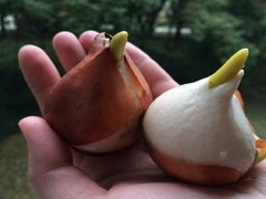 郁金香种球怎么保存