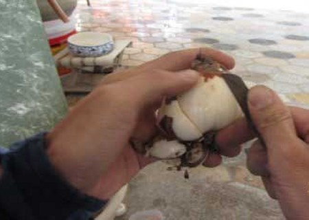 水仙花切球图解1