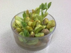 花生怎么催芽？花生催芽方法