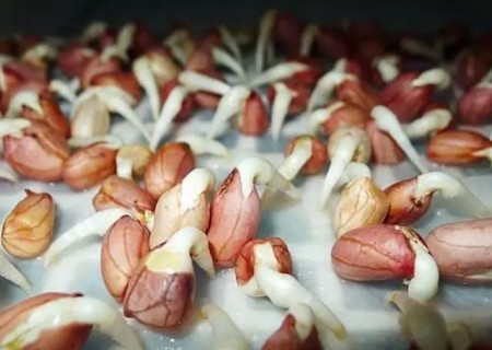 花生怎么催芽2
