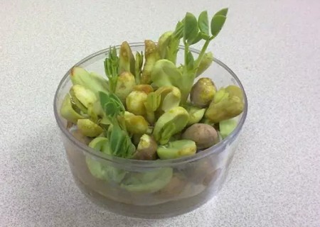 花生怎么催芽1