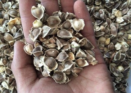 彩叶草种子怎么种