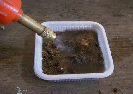 大岩桐种子播种方法步骤图解4