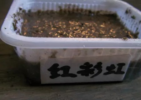 大岩桐种子播种方法步骤图解12