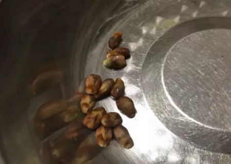 葡萄籽自制盆栽（图解）3