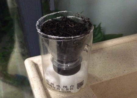 葡萄籽自制盆栽（图解）4