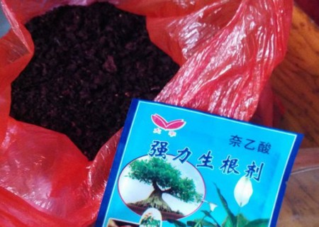 如何让葡萄籽发芽(图解)2