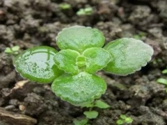 薄荷种子怎么催芽