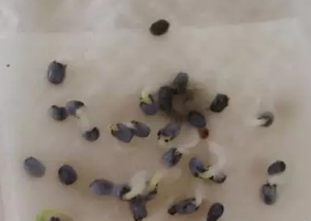 薄荷种子催芽方法2