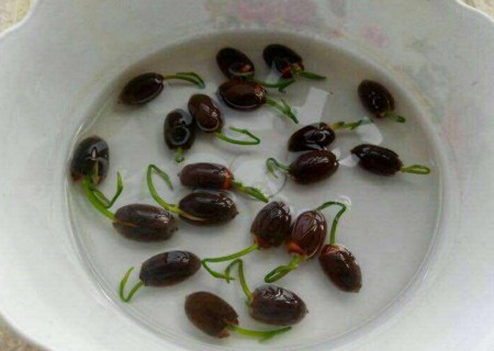 果蔬盆栽种子催芽方法1