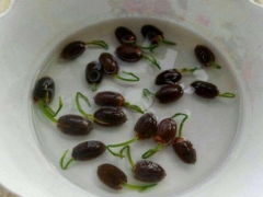 果蔬盆栽种子催芽方法