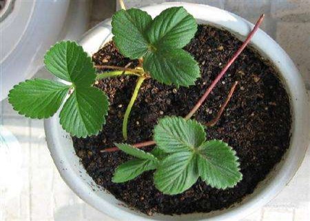 盆栽草莓种子怎么种
