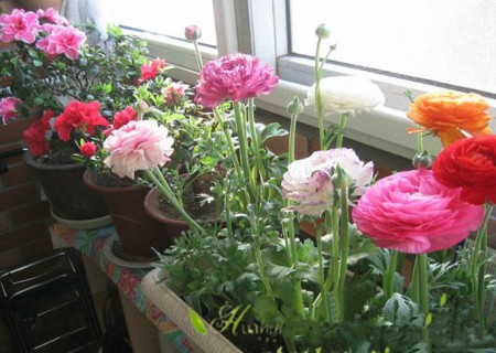盆栽花毛莨播种方法