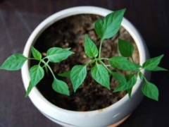 辣椒种子浸种催芽技术