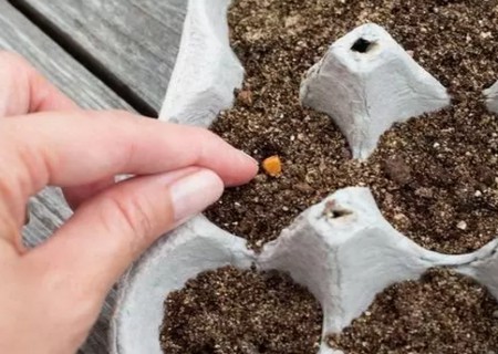 玫瑰花种子催芽方法