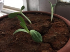 文竹怎么发芽？怎样让文竹多发芽？