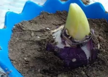 风信子种球怎么保存4