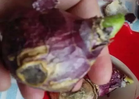 风信子种球怎么保存2