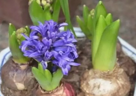 风信子种植后如何养护管理