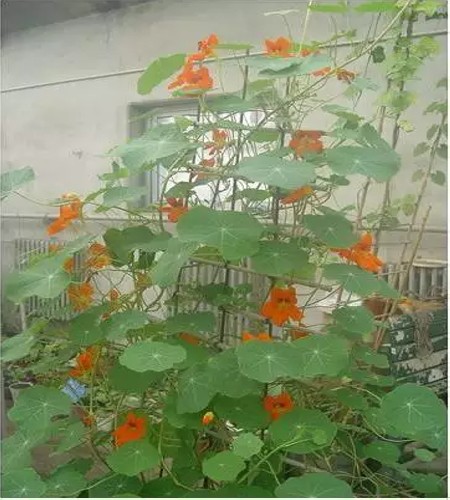 旱金莲搭架6