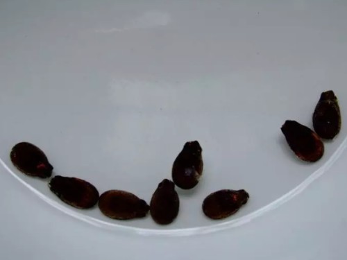 盆栽西瓜怎么播种4