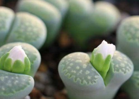 生石花播种教程及管理2