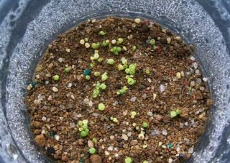生石花播种教程及管理1