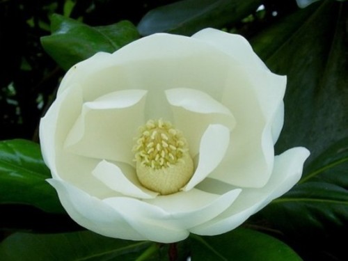 广玉兰（荷花玉兰）图片