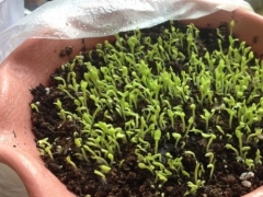 盆栽果蔬种子催芽技术