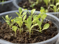 金鱼草播种方法及发芽后的管理