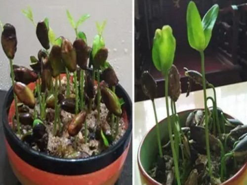 浸种催芽种出小盆栽4