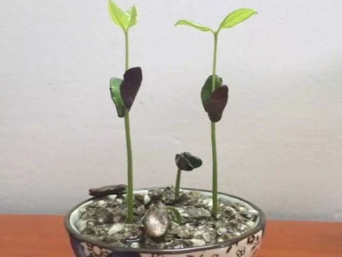 浸种催芽种出小盆栽5