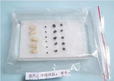 纸巾催芽方法图解3