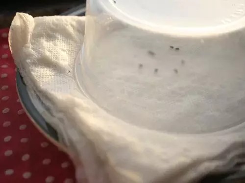 猕猴桃籽盆栽种植步骤4