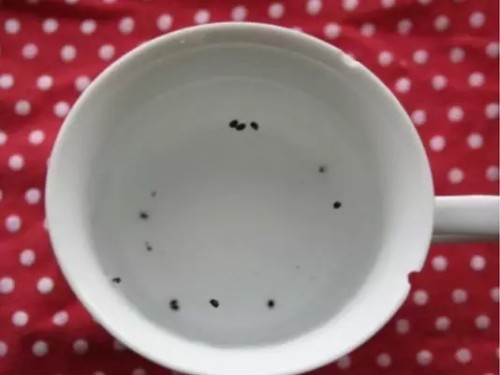 猕猴桃籽盆栽种植步骤3